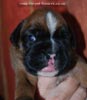 Tanyati C Litter