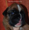 Tanyati C Litter