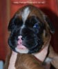Tanyati C Litter