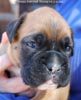Tanyati C Litter