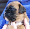 Tanyati C Litter