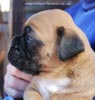 Tanyati C Litter