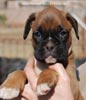 Tanyati C Litter