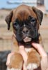 Tanyati C Litter