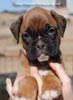 Tanyati C Litter