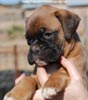 Tanyati C Litter