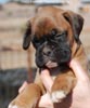 Tanyati C Litter