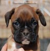 Tanyati C Litter