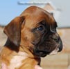 Tanyati C Litter