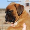 Tanyati C Litter