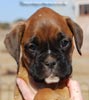 Tanyati C Litter