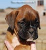 Tanyati C Litter