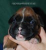 Tanyati C Litter