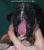 Tanyati C Litter
