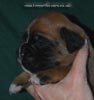 Tanyati C Litter