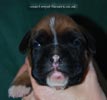Tanyati C Litter
