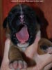 Tanyati C Litter