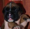 Tanyati C Litter