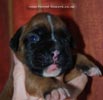 Tanyati C Litter