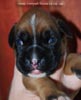 Tanyati C Litter