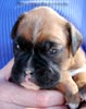 Tanyati C Litter