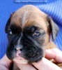 Tanyati C Litter