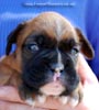 Tanyati C Litter