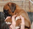 Tanyati C Litter
