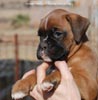 Tanyati C Litter
