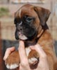 Tanyati C Litter