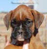 Tanyati C Litter