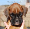 Tanyati C Litter