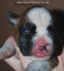 Tanyati D Litter
