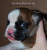 Tanyati D Litter