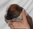 Tanyati D Litter