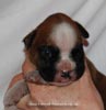 Tanyati D Litter