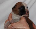 Tanyati D Litter
