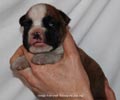 Tanyati D Litter