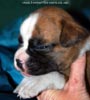Tanyati D Litter