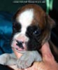 Tanyati D Litter