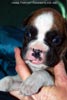 Tanyati D Litter