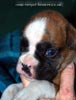 Tanyati D Litter
