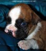 Tanyati D Litter