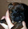 Tanyati D Litter