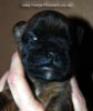 Tanyati D Litter