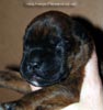 Tanyati D Litter