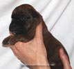 Tanyati D Litter