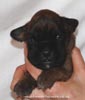 Tanyati D Litter