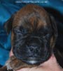 Tanyati D Litter