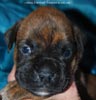 Tanyati D Litter
